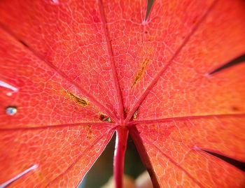 Full frame shot of red leaves