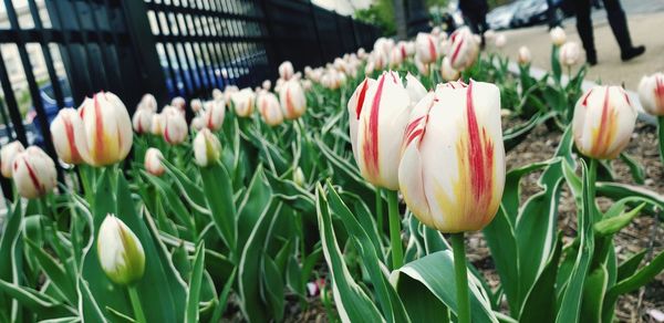 Close-up of tulips