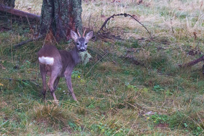 Deer standing on field