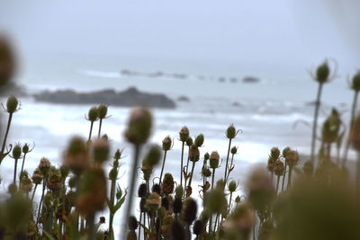 Close-up of plants against sky