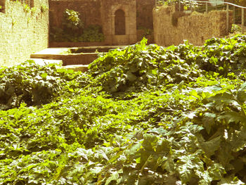 Plants and ivy growing in garden