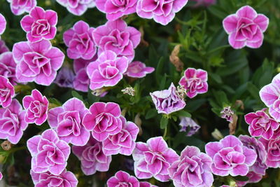 Close-up of pink flowering plants