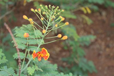 Close-up of yellow flower