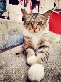 Portrait of cat sitting