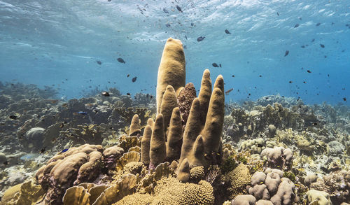 View of fishes swimming in sea