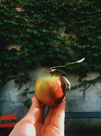 Cropped image of person holding apple