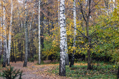 Trees in forest during autumn