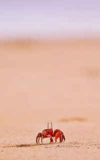 Red crab on beach