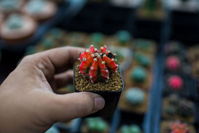 Close-up of hand holding red flower