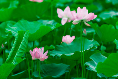 Close-up of pink water lily blooming outdoors