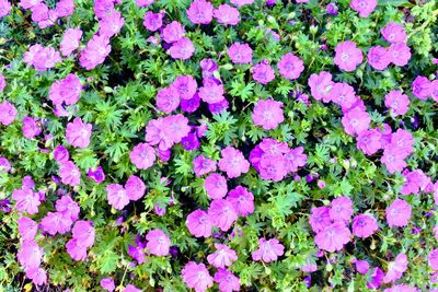 High angle view of pink flowering plants