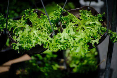 High angle view of vegetables