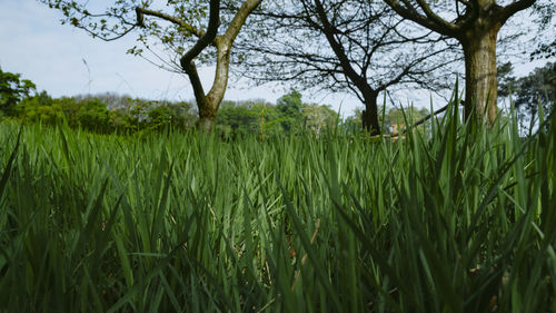 Scenic view of agricultural field against sky