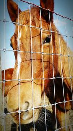 Close-up of horse against fence