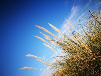 Low angle view of wheat against blue sky