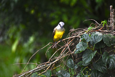 Close-up of bird perching on branch