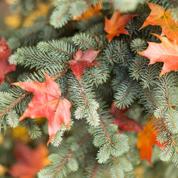 Red maple dry leaves lying on spruce branches, cropped image, selective focus. christmas concept