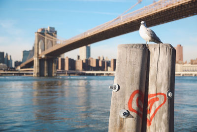 Bird perching on retaining wall by city against sky