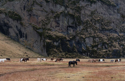 Horses grazing in a field