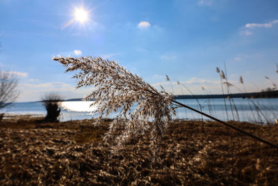 Plants growing on land against sky