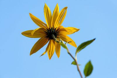 Low angle view of yellow flowering plant against clear blue sky