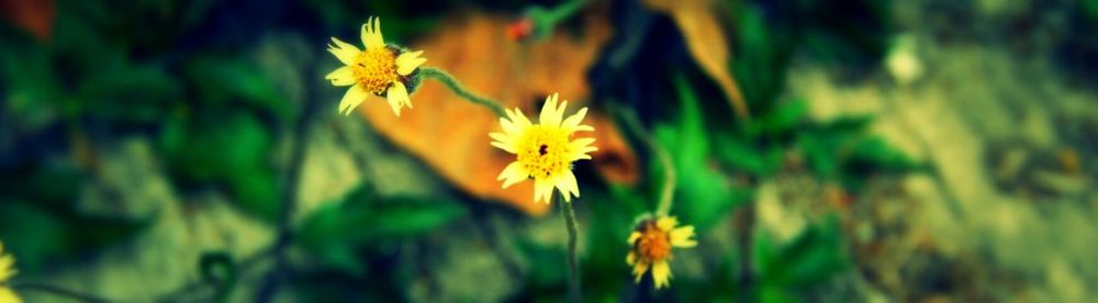 Close-up of yellow flower