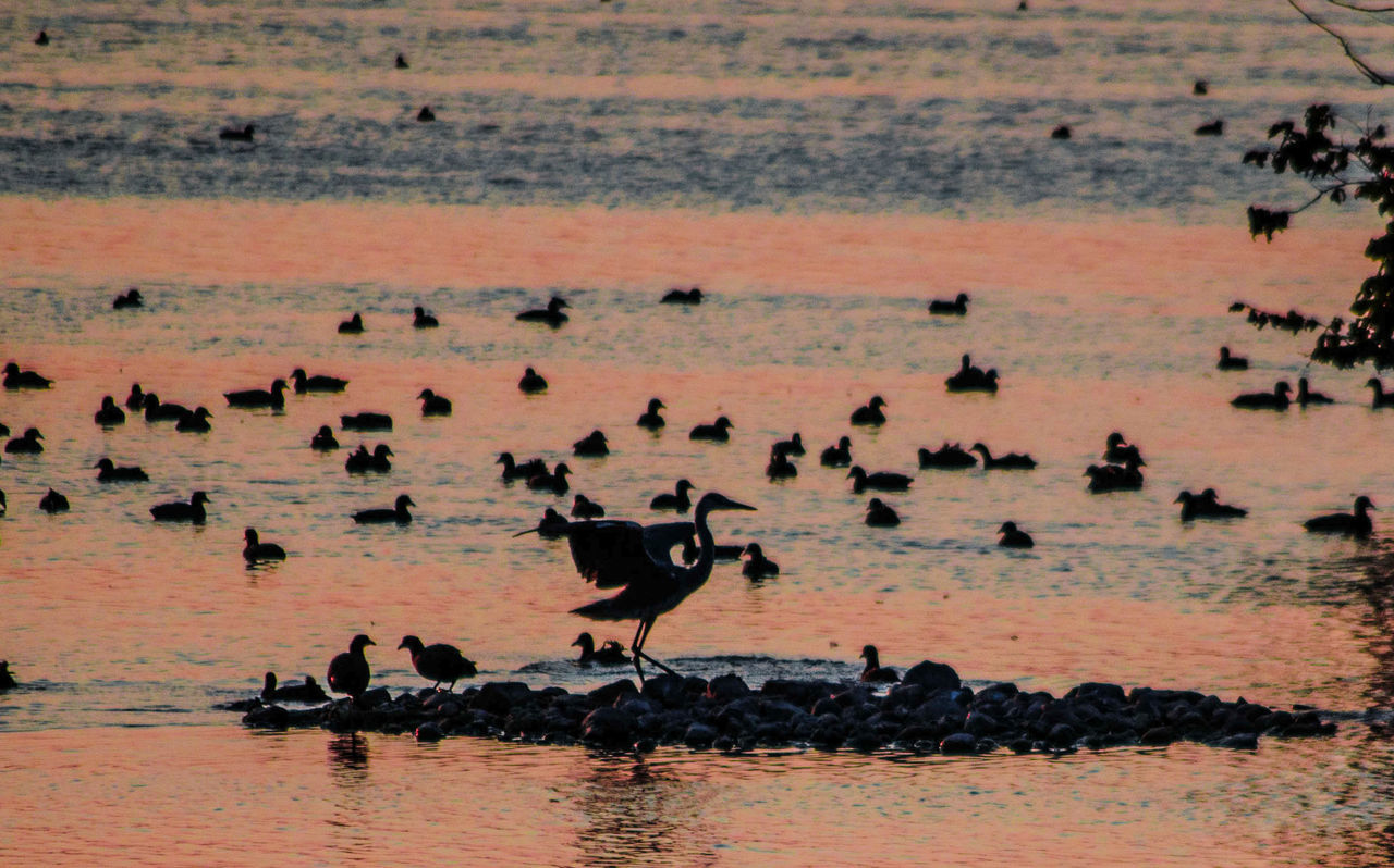 Birds on the lake