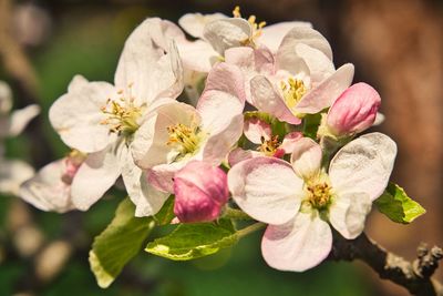 Close-up of pink cherry blossoms