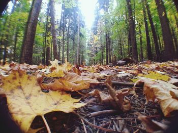 Trees in forest