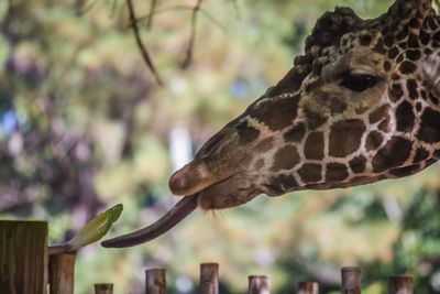 Close-up of lizard on tree
