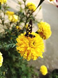 Close-up of butterfly pollinating on yellow flower