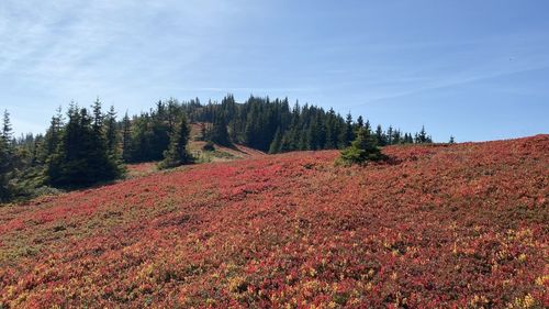Scenic view of forest against sky during autumn