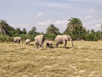 Sheep grazing in a field