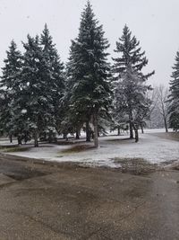 Pine trees on snow covered land