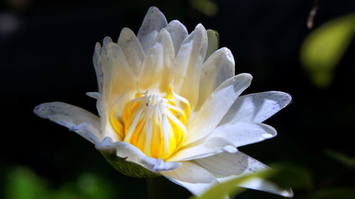 Close-up of white flower