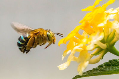 Close-up of insect on yellow flower