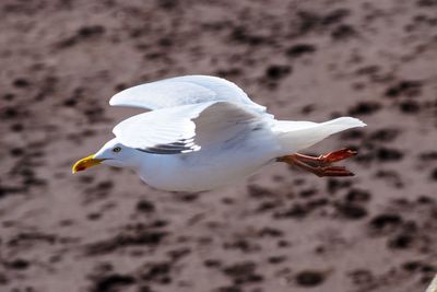 Close-up of seagull on sand