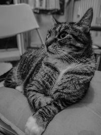 Close-up of a cat looking away