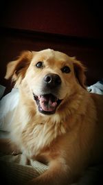 Close-up portrait of a dog