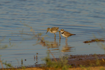 Bird on a lake