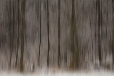 Full frame shot of tree trunk