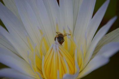 Close-up of bee pollinating on yellow flower