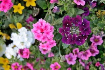 Close-up of pink flowering plants in park