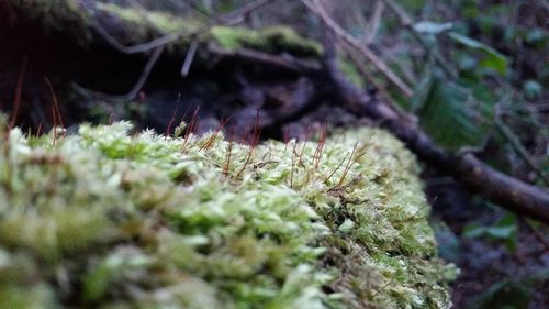 Close-up of plant growing on tree trunk