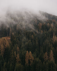 Foggy forest in the morning