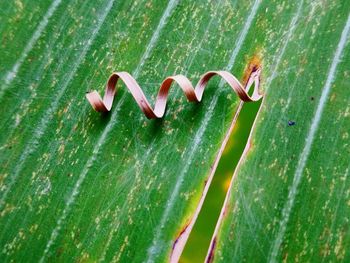 High angle view of fresh green leaves