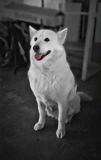 Close-up portrait of dog standing