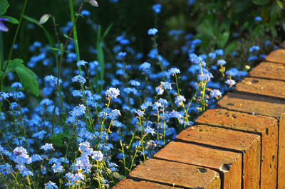 Close-up of flowers growing outdoors