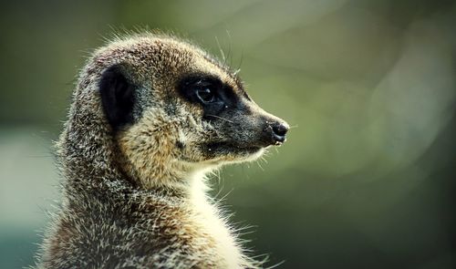 Close-up of an animal