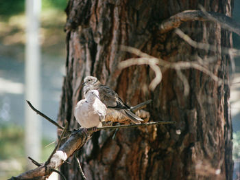 animal wildlife